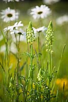 Wild Mignonette, Reseda lutea with Ox eye daisies in the Wild Flower Meadow