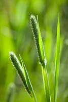 Phleum pratense - Timothy Grass. 