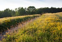 Field with Dyer's Greenweed (Dyer's broom) and Black or Lesser Knapweed. Genista tinctoria, Centaurea nigra