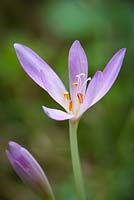Colchicum autumnale. Autumn Crocus, Meadow Saffron, Naked Lady growing wild in a wood in Gloucestershire. 