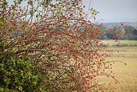 Rosa canina. Wild Rosehips in a hedgerow. Dog Rose.