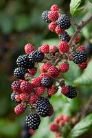  Rubus fruticosus - Blackberries growing wild in an autumn hedgerow. Blackberry, Bramble.