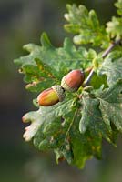 Quercus robur - Acorns of Pedunculate oak. 