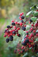 Blackberries growing wild in an autumn hedgerow. Blackberry, Bramble. Rubus fruticosus