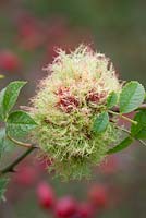 Rose bedeguar gall, Robin's pincushion gall, or moss gall growing amongst rose hips. Diplolepis rosae