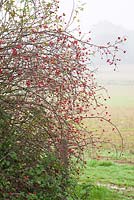Rosa canina. Wild Rosehips in a hedgerow. Dog Rose