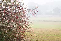 Rosa canina - Wild Rosehips in a hedgerow. Dog Rose 