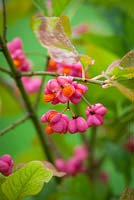 Euonymus europaeus. Spindle berries. 