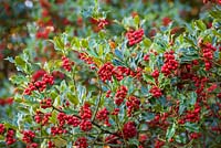 Ilex aquifolium - Holly berries. 