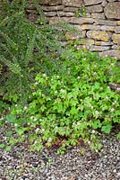 Geranium robertianum - Herb Robert growing at the base of a dry stone wall. 