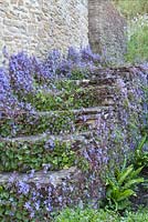 Campanula portenschlagiana covering old stone steps in garden