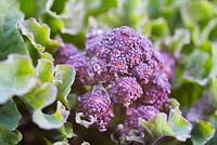 Growth development of Broccoli 'Early Purple Sprouting'
