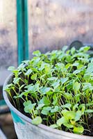Rocket - Eruca sativa seedlings