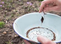 Emptying seeds into enamel bowl. 