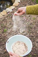 Sowing seeds with sand for even distribution. 