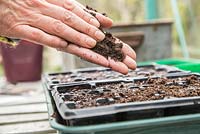 Adding thin layer of compost to seeds