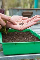 Sowing Broccoli 'Early Purple Sprouting' seeds