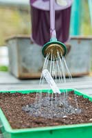 Watering seeds of Broccoli 'Early Purple Sprouting'