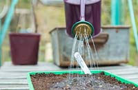 Watering seeds of Broccoli 'Early Purple Sprouting'