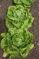Lactuca sativa 'Fat Lazy Blonde' - lettuce, close up of mature plants