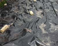 Using thick black polythene to prepare land for cultivation