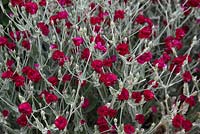 Lychnis coronaria Gardeners World 'Blych' plants in flower