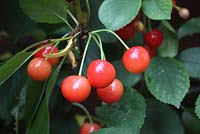 Prunus cerasus 'Morello' Sour Cherry close up of ripe fruit