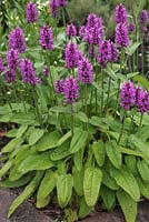 Stachys officinalis plant in flower