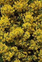 Genista tinctoria - Dyers Greenweed plant in flower