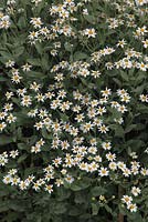 Tanacetum balsamita var tomentosum - Camphor plant in flower