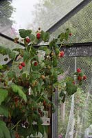 Rubus idaeus 'Malling Jewel' - Raspberries ripening under netting for bird protection