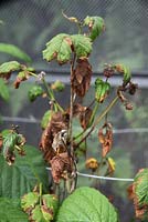 Didymella applanata - Spur blight on raspberry plant