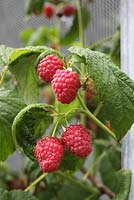 Rubus idaeus 'Malling Jewel' - Raspberry close up of ripe fruit