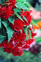 Begonia 'Illumination Rose'