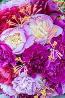 Detail of a peony sphere with honeysuckle - varieties include 'Karl Rosenfeld', 'Auguste Dessert', 'Bowl of Beauty' and 'Bunker Hill'