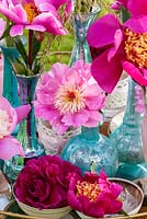 Pink and red peonies arranged in glass vases - varieties including 'Bowl of Beauty'