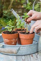 Potting on Mint cuttings into terracotta pots