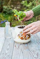 Potting on Mint cuttings into a teapot