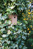 Wooden birdhouse bird box amongst Ilex with Kerria japonica behind - Vale End, Surrey