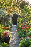 Formal town garden in spring with roses trained over arches, box edging and tulips.