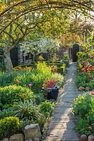 Formal town garden in spring. Tulips, quince tree under-planted with spring bulbs and ferns, roses trained over arches, box edging, Morello cherry in bloom.