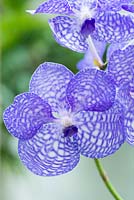 Vanda coerulea. Blue orchid