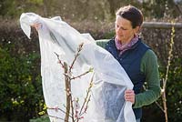 Covering fruit tree with fleece to protect from frost damage.