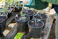 Watering Tomato 'Red Cherry' seedlings.