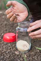 Adding Stock seeds to jar of sand. 