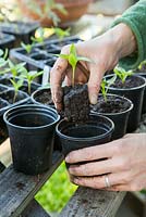 Potting on Pepper seedlings
