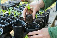 Potting on Pepper seedlings