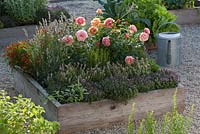 Wooden bed planted with Thymus, Rosa, Lavandula and Coreopsis 