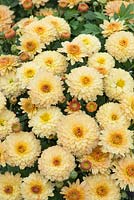 Chrysanthemum 'Prelude Popcorn'