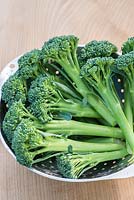 Broccoli 'Apollo'